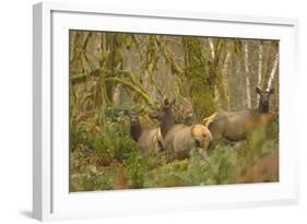 USA, Washington, Olympic NP. Roosevelt elk cows foraging.-Steve Kazlowski-Framed Photographic Print