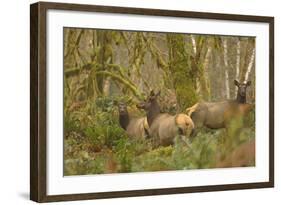 USA, Washington, Olympic NP. Roosevelt elk cows foraging.-Steve Kazlowski-Framed Photographic Print