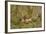 USA, Washington, Olympic NP. Roosevelt elk cows foraging.-Steve Kazlowski-Framed Photographic Print