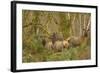 USA, Washington, Olympic NP. Roosevelt elk cows foraging.-Steve Kazlowski-Framed Photographic Print