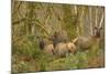 USA, Washington, Olympic NP. Roosevelt elk cows foraging.-Steve Kazlowski-Mounted Photographic Print