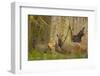 USA, Washington, Olympic NP. Roosevelt elk cows foraging.-Steve Kazlowski-Framed Photographic Print