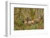USA, Washington, Olympic NP. Roosevelt elk cows foraging.-Steve Kazlowski-Framed Premium Photographic Print