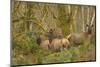 USA, Washington, Olympic NP. Roosevelt elk cows foraging.-Steve Kazlowski-Mounted Premium Photographic Print