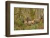 USA, Washington, Olympic NP. Roosevelt elk cows foraging.-Steve Kazlowski-Framed Photographic Print