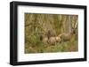 USA, Washington, Olympic NP. Roosevelt elk cows foraging.-Steve Kazlowski-Framed Photographic Print