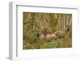 USA, Washington, Olympic NP. Roosevelt elk cows foraging.-Steve Kazlowski-Framed Photographic Print