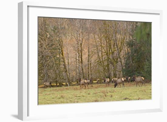 USA, Washington, Olympic Peninsula. Roosevelt elk herd grazing.-Steve Kazlowski-Framed Photographic Print