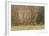 USA, Washington, Olympic Peninsula. Roosevelt elk herd grazing.-Steve Kazlowski-Framed Photographic Print