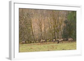 USA, Washington, Olympic Peninsula. Roosevelt elk herd grazing.-Steve Kazlowski-Framed Photographic Print