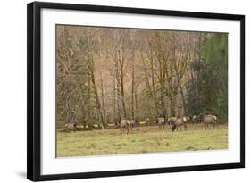 USA, Washington, Olympic Peninsula. Roosevelt elk herd grazing.-Steve Kazlowski-Framed Photographic Print