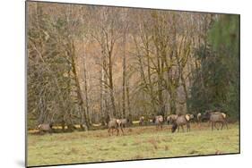 USA, Washington, Olympic Peninsula. Roosevelt elk herd grazing.-Steve Kazlowski-Mounted Photographic Print
