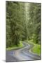 USA, Washington, Olympic Sol Duc River Road Through Forest-Jaynes Gallery-Mounted Photographic Print