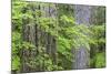 USA, Washington, Olympic Vine Maple and Douglas Fir Trees-Jaynes Gallery-Mounted Photographic Print