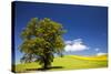 USA, Washington, Palouse. a Lone Tree Surrounded by Hills of Wheat-Terry Eggers-Stretched Canvas