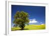 USA, Washington, Palouse. a Lone Tree Surrounded by Hills of Wheat-Terry Eggers-Framed Photographic Print