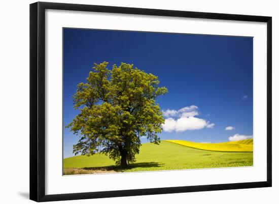 USA, Washington, Palouse. a Lone Tree Surrounded by Hills of Wheat-Terry Eggers-Framed Photographic Print