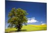 USA, Washington, Palouse. a Lone Tree Surrounded by Hills of Wheat-Terry Eggers-Mounted Photographic Print