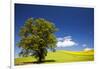 USA, Washington, Palouse. a Lone Tree Surrounded by Hills of Wheat-Terry Eggers-Framed Photographic Print