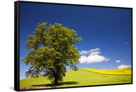 USA, Washington, Palouse. a Lone Tree Surrounded by Hills of Wheat-Terry Eggers-Framed Stretched Canvas