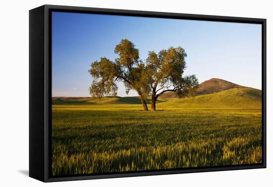 USA, Washington, Palouse. a Lone Tree Surrounded by Hills of Wheat-Terry Eggers-Framed Stretched Canvas