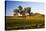 USA, Washington, Palouse. a Lone Tree Surrounded by Hills of Wheat-Terry Eggers-Stretched Canvas