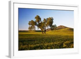 USA, Washington, Palouse. a Lone Tree Surrounded by Hills of Wheat-Terry Eggers-Framed Photographic Print