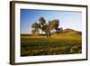 USA, Washington, Palouse. a Lone Tree Surrounded by Hills of Wheat-Terry Eggers-Framed Photographic Print