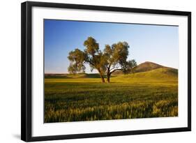 USA, Washington, Palouse. a Lone Tree Surrounded by Hills of Wheat-Terry Eggers-Framed Photographic Print