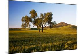 USA, Washington, Palouse. a Lone Tree Surrounded by Hills of Wheat-Terry Eggers-Mounted Photographic Print