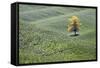 USA, Washington, Palouse. a Lone Tree Surrounded by Hills of Wheat-Terry Eggers-Framed Stretched Canvas