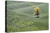 USA, Washington, Palouse. a Lone Tree Surrounded by Hills of Wheat-Terry Eggers-Stretched Canvas
