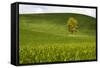 USA, Washington, Palouse. a Lone Tree Surrounded by Hills of Wheat-Terry Eggers-Framed Stretched Canvas