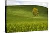 USA, Washington, Palouse. a Lone Tree Surrounded by Hills of Wheat-Terry Eggers-Stretched Canvas