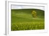 USA, Washington, Palouse. a Lone Tree Surrounded by Hills of Wheat-Terry Eggers-Framed Photographic Print