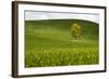 USA, Washington, Palouse. a Lone Tree Surrounded by Hills of Wheat-Terry Eggers-Framed Photographic Print