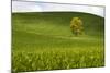 USA, Washington, Palouse. a Lone Tree Surrounded by Hills of Wheat-Terry Eggers-Mounted Photographic Print