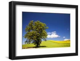 USA, Washington, Palouse. a Lone Tree Surrounded by Hills of Wheat-Terry Eggers-Framed Photographic Print