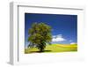 USA, Washington, Palouse. a Lone Tree Surrounded by Hills of Wheat-Terry Eggers-Framed Photographic Print