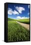 USA, Washington, Palouse. Backcountry Road Through Spring Wheat Field-Terry Eggers-Framed Stretched Canvas