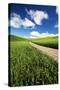 USA, Washington, Palouse. Backcountry Road Through Spring Wheat Field-Terry Eggers-Stretched Canvas
