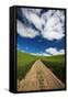 USA, Washington, Palouse. Backcountry Road Through Spring Wheat Field-Terry Eggers-Framed Stretched Canvas