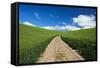 USA, Washington, Palouse. Backcountry Road Through Spring Wheat Field-Terry Eggers-Framed Stretched Canvas