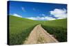 USA, Washington, Palouse. Backcountry Road Through Spring Wheat Field-Terry Eggers-Stretched Canvas