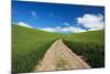 USA, Washington, Palouse. Backcountry Road Through Spring Wheat Field-Terry Eggers-Mounted Photographic Print