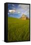 USA, Washington, Palouse. Old Barn in Field of Spring Wheat (Pr)-Terry Eggers-Framed Stretched Canvas