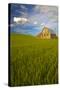 USA, Washington, Palouse. Old Barn in Field of Spring Wheat (Pr)-Terry Eggers-Stretched Canvas