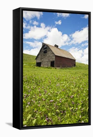 USA, Washington, Palouse. Old, Red Barn in Field of Chickpeas (Pr)-Terry Eggers-Framed Stretched Canvas