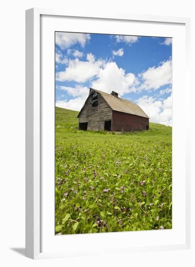 USA, Washington, Palouse. Old, Red Barn in Field of Chickpeas (Pr)-Terry Eggers-Framed Photographic Print