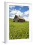 USA, Washington, Palouse. Old, Red Barn in Field of Chickpeas (Pr)-Terry Eggers-Framed Photographic Print